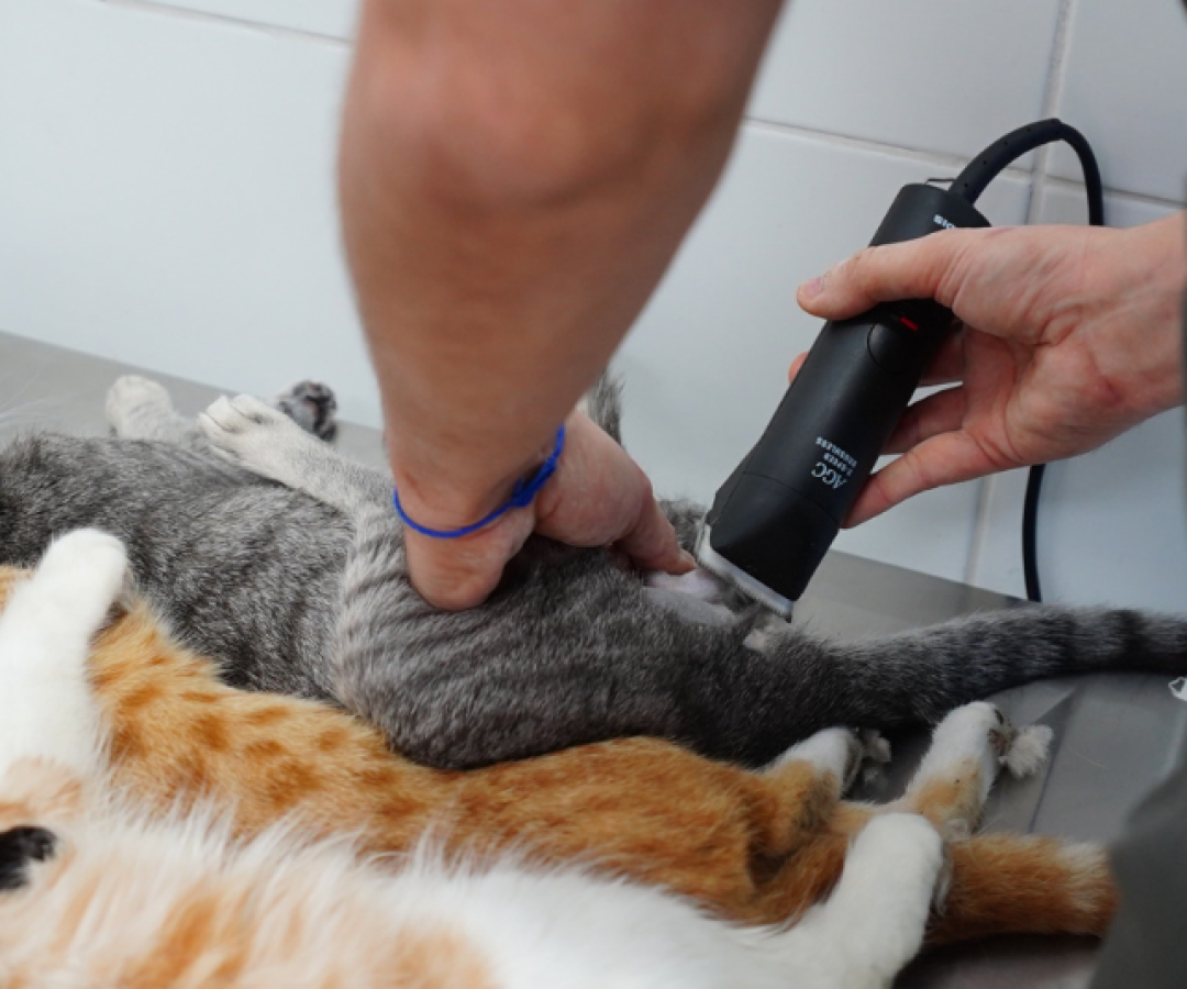 A Prefeitura de Mongaguá promove neste sábado (13) o segundo mutirão de castração gratuita de cães e gatos de 2025.