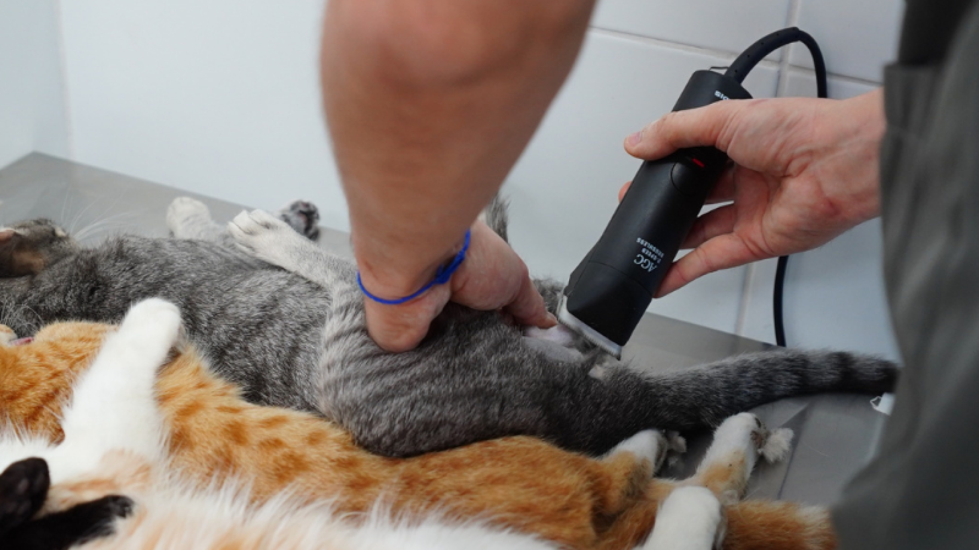 A Prefeitura de Mongaguá promove neste sábado (13) o segundo mutirão de castração gratuita de cães e gatos de 2025.