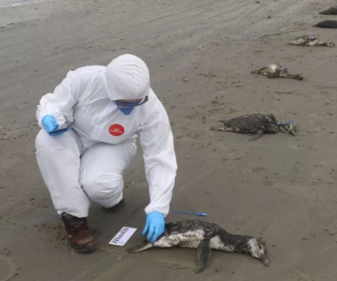 O Instituto Biopesca recolheu, em apenas uma semana, 135 pinguins-de-Magalhães (Spheniscus magellanicus) mortos em praias do litoral...