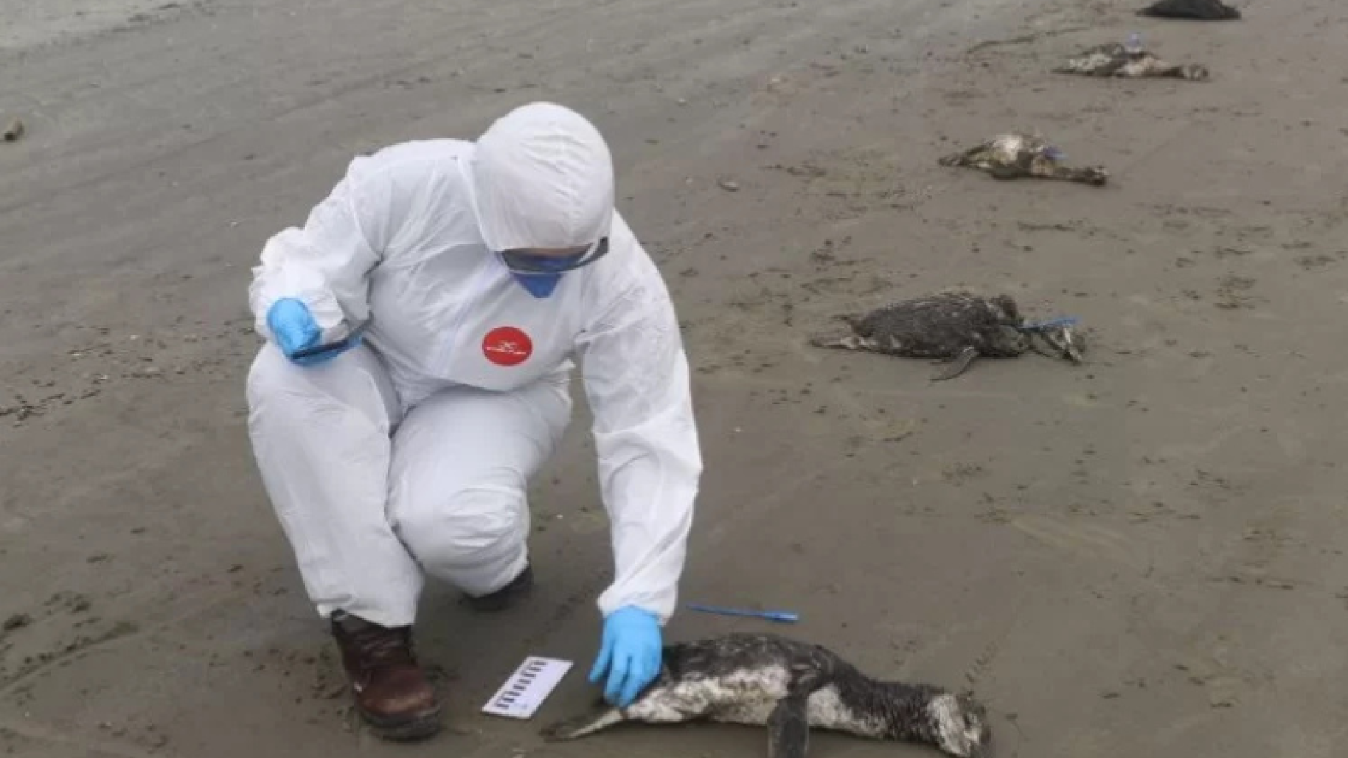O Instituto Biopesca recolheu, em apenas uma semana, 135 pinguins-de-Magalhães (Spheniscus magellanicus) mortos em praias do litoral...