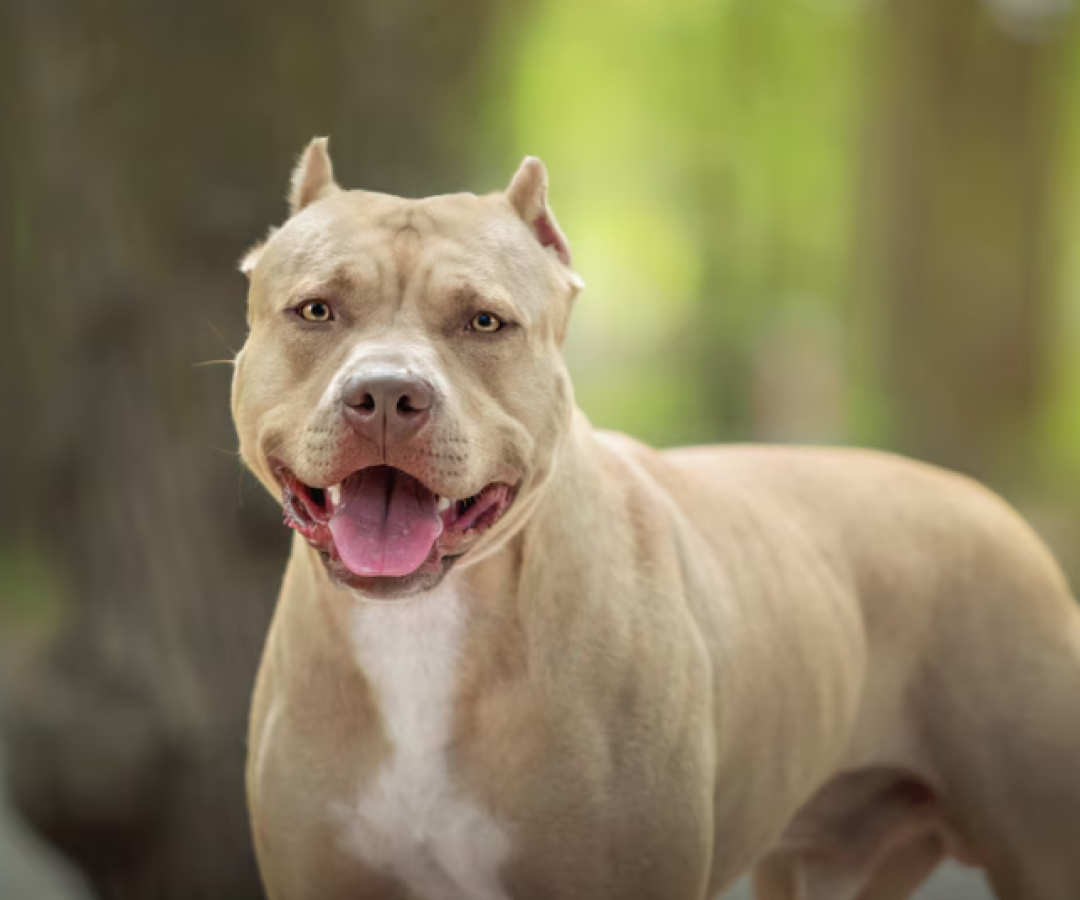 Um bebê de apenas um ano morreu após ser atacado pelo cachorro da própria família, da raça pit bull, em Itanhaém, no litoral de São Paulo.