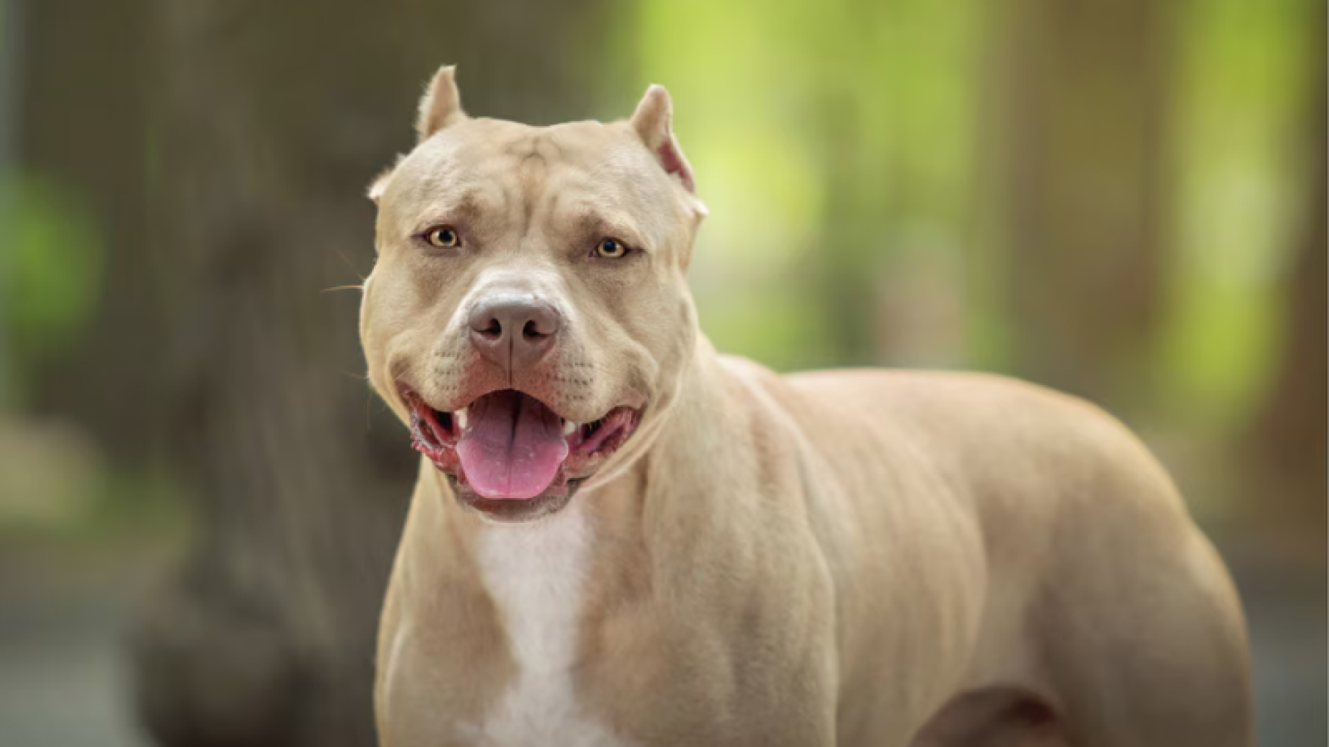 Um bebê de apenas um ano morreu após ser atacado pelo cachorro da própria família, da raça pit bull, em Itanhaém, no litoral de São Paulo.