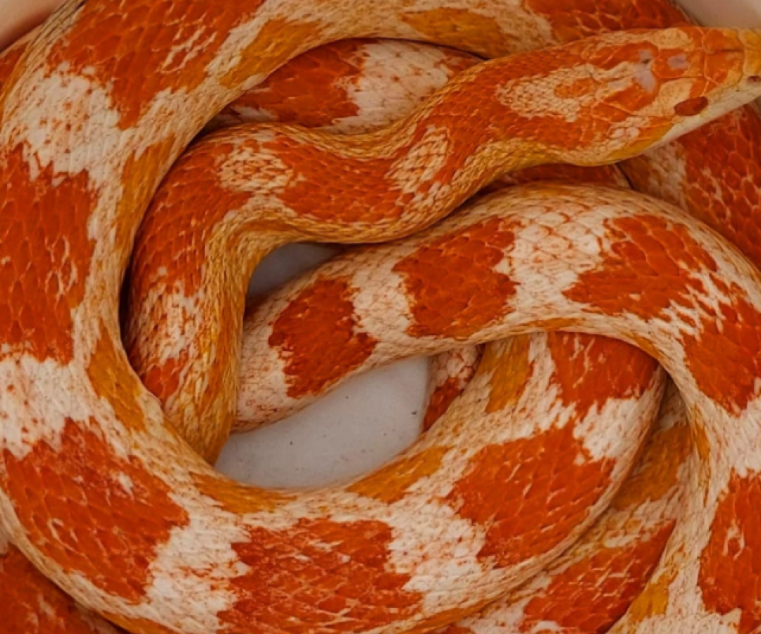 Uma cobra-do-milho (Pantherophis guttatus), espécie originária dos Estados Unidos e considerada invasora no Brasil, foi encontrada...