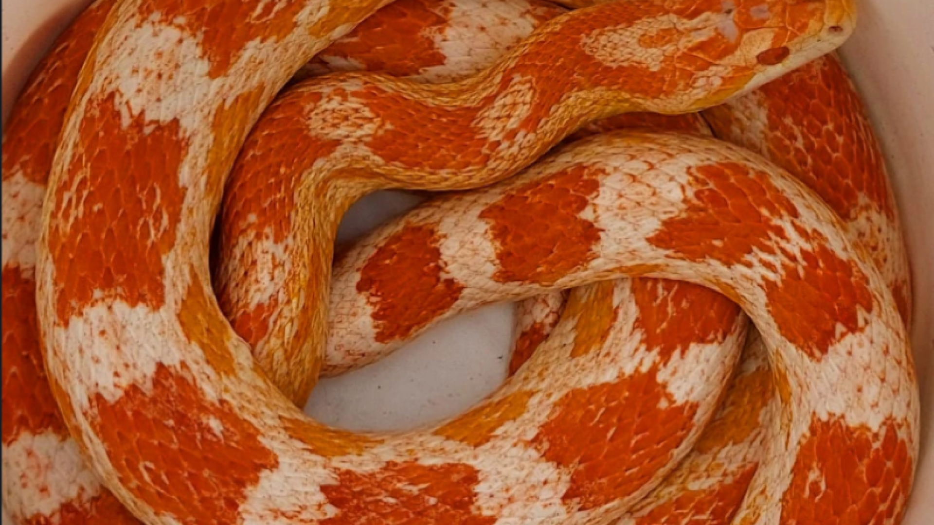 Uma cobra-do-milho (Pantherophis guttatus), espécie originária dos Estados Unidos e considerada invasora no Brasil, foi encontrada...