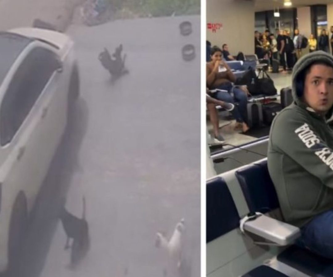 Motorista é preso após atropelar cães de forma intencional em Manaus