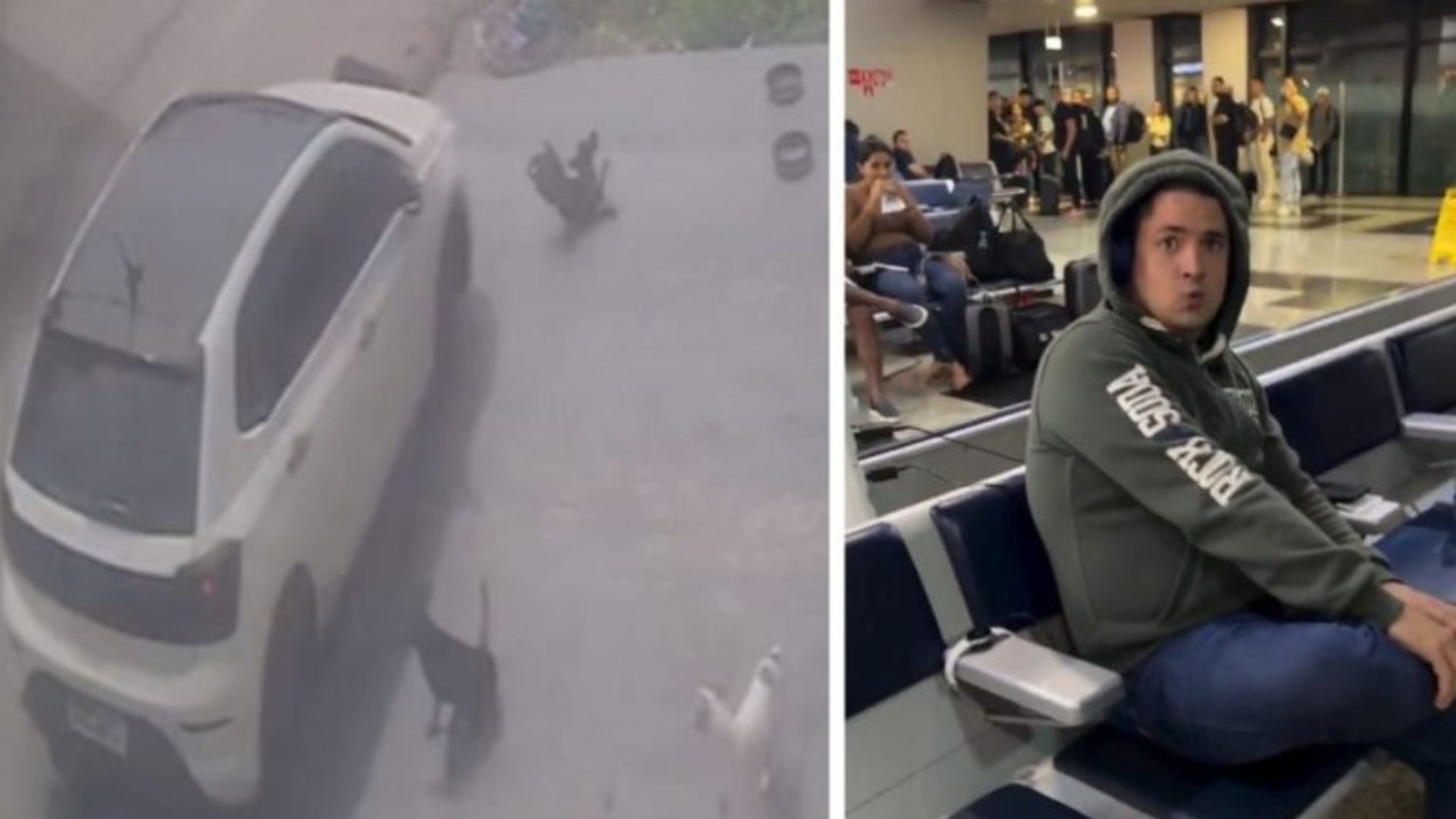 Motorista é preso após atropelar cães de forma intencional em Manaus