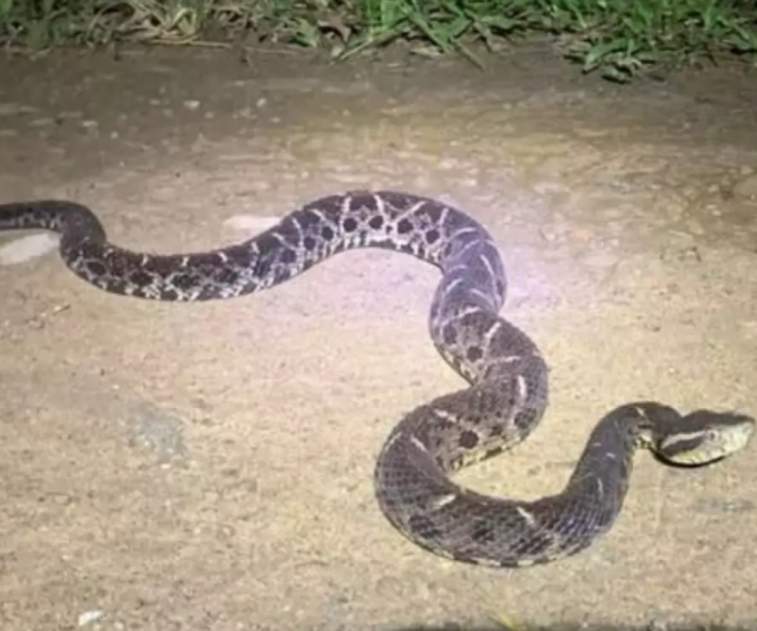 Maior jararaca do Brasil é vista em calçada de casa na Baixada Santista