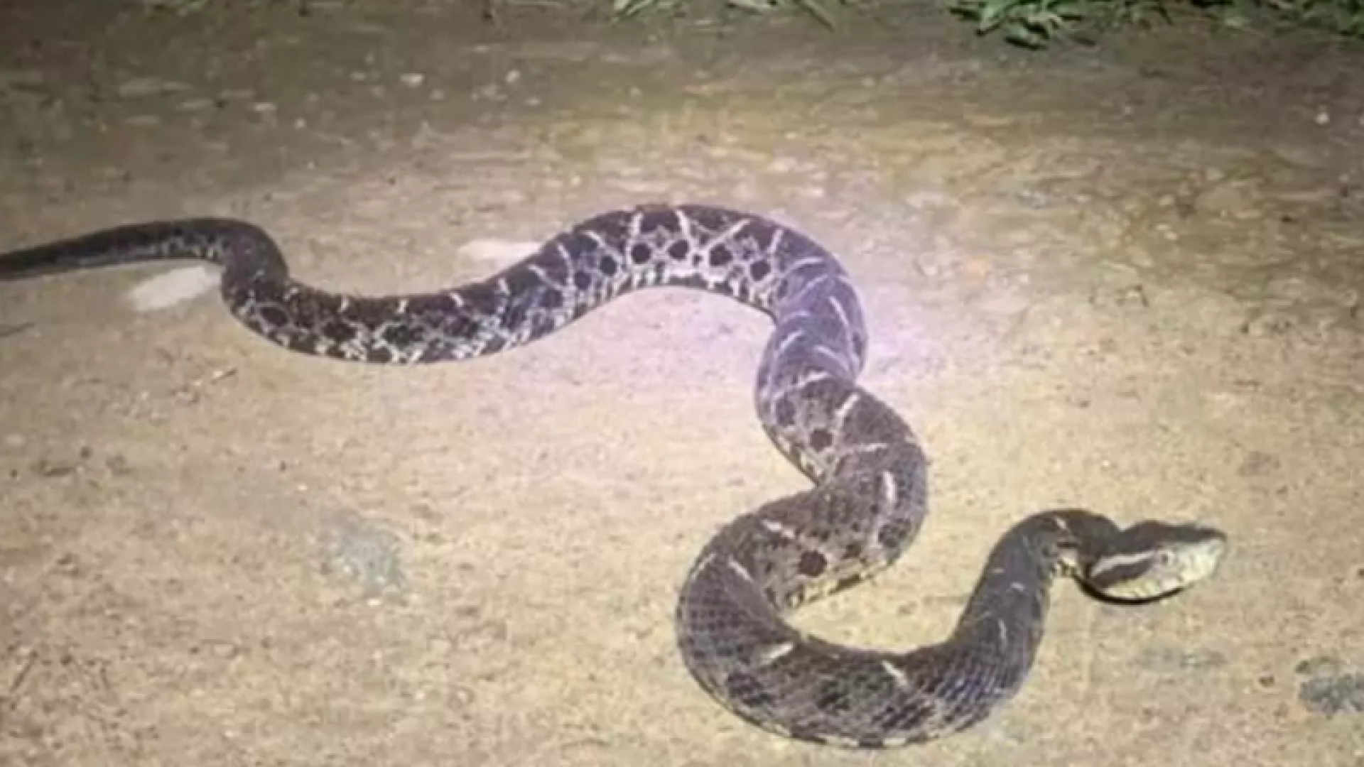 Maior jararaca do Brasil é vista em calçada de casa na Baixada Santista