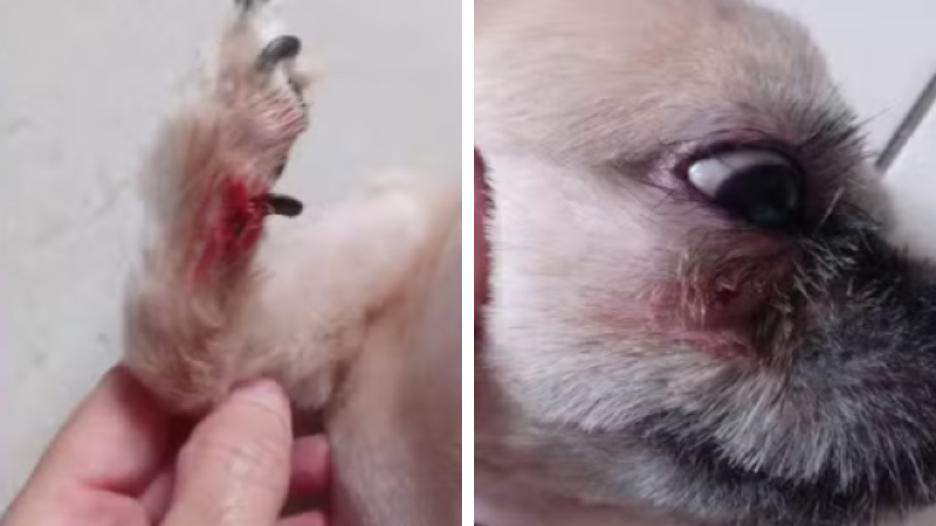 Cachorro sai ferido de pet shop em Santos e caso é investigado pela Polícia Civil