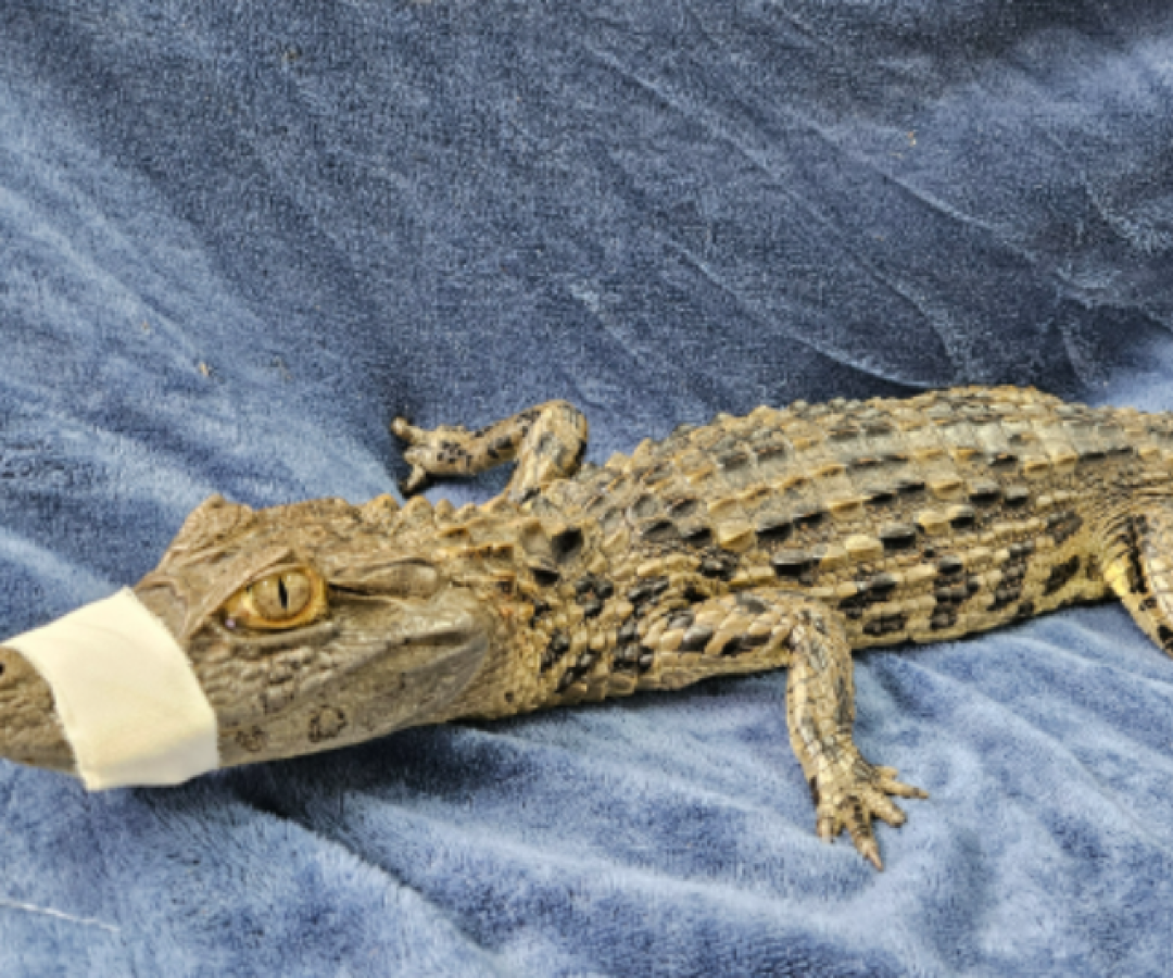 Filhote de jacaré-de-papo-amarelo é resgatado na BR-050 e recebe cuidados na Uniube