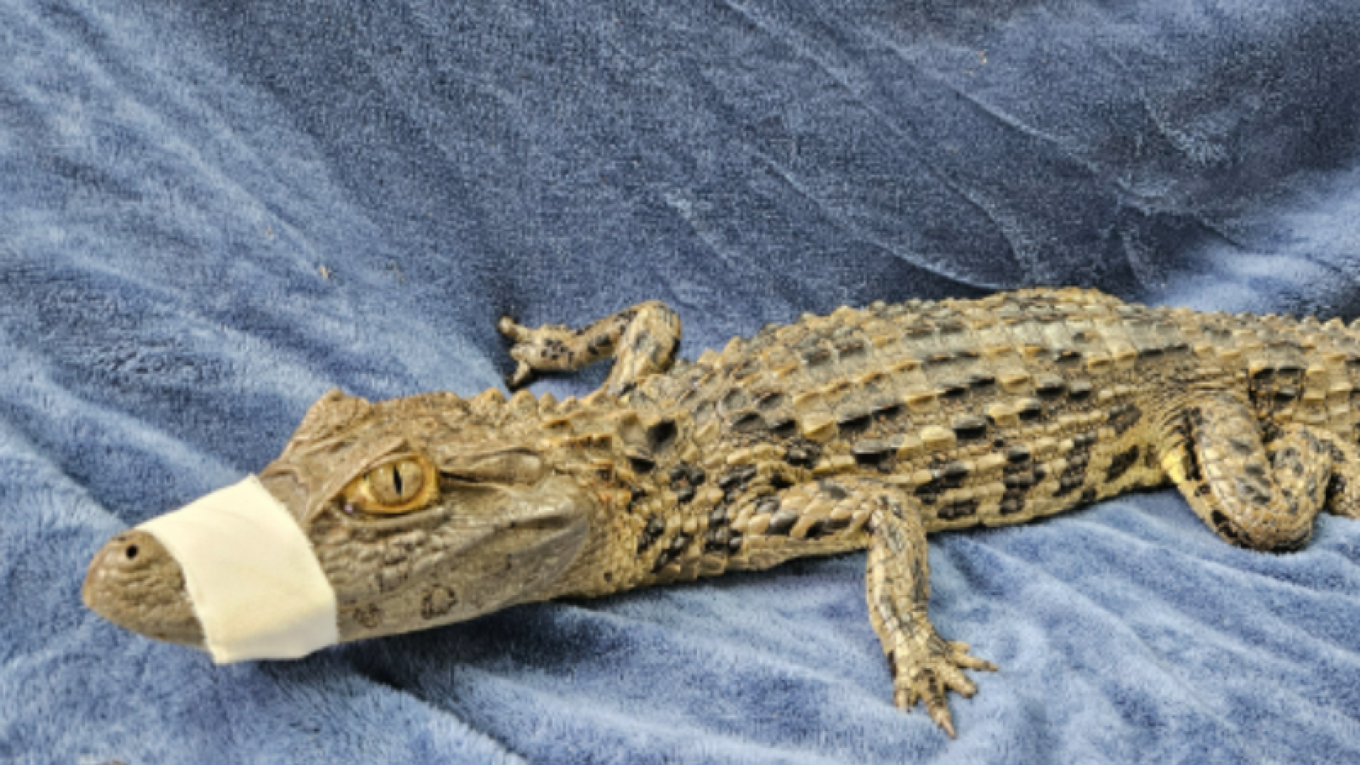 Filhote de jacaré-de-papo-amarelo é resgatado na BR-050 e recebe cuidados na Uniube