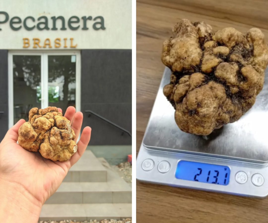 Trufa gigante de 213g é encontrada em fazenda do RS e vendida por R$ 10 mil o quilo