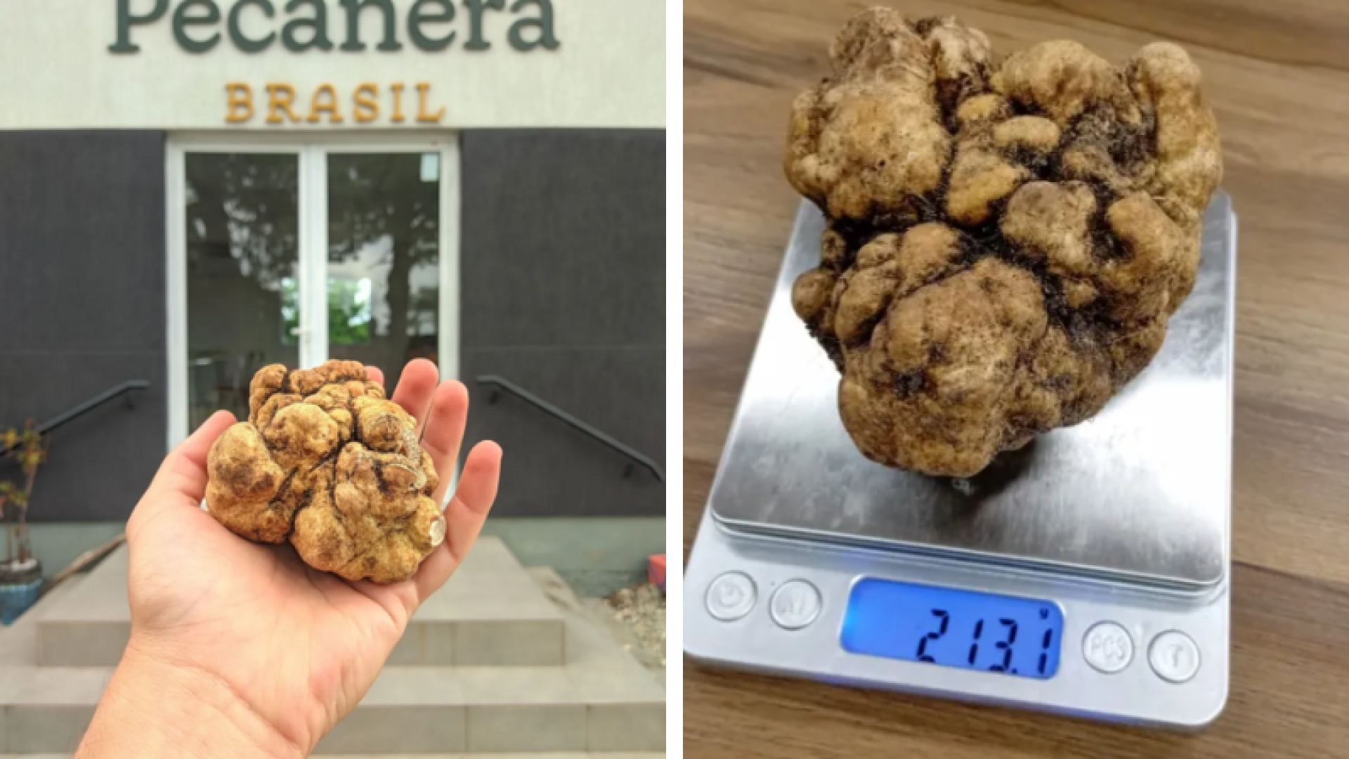 Trufa gigante de 213g é encontrada em fazenda do RS e vendida por R$ 10 mil o quilo