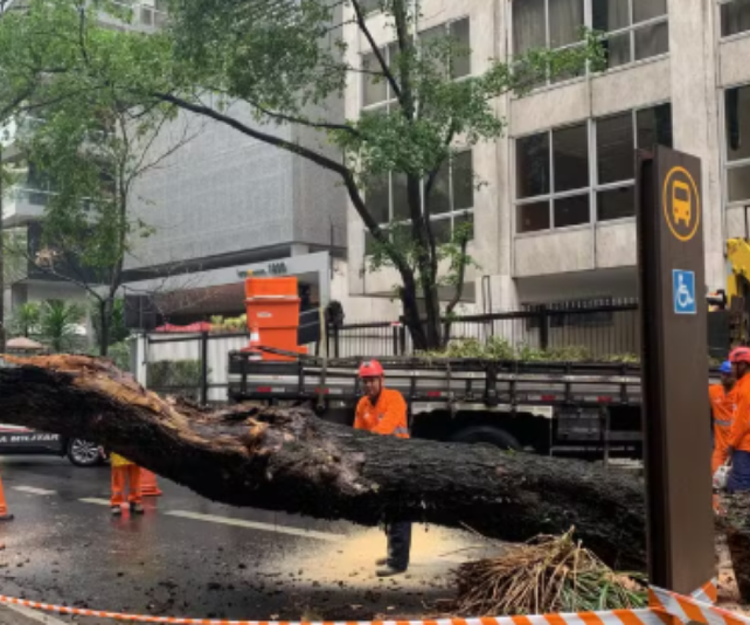 Temporal “severo” em SP causa quedas de árvores, destelhamentos e blecautes
