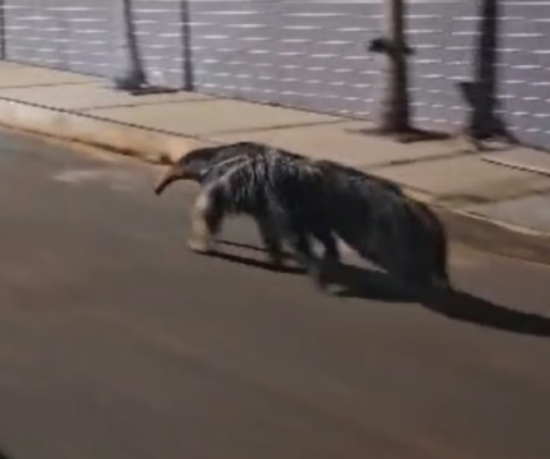 Tamanduá é flagrado andando por rua em bairro de Patos de Minas