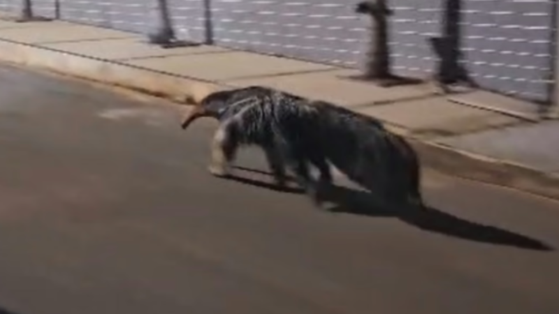 Tamanduá é flagrado andando por rua em bairro de Patos de Minas