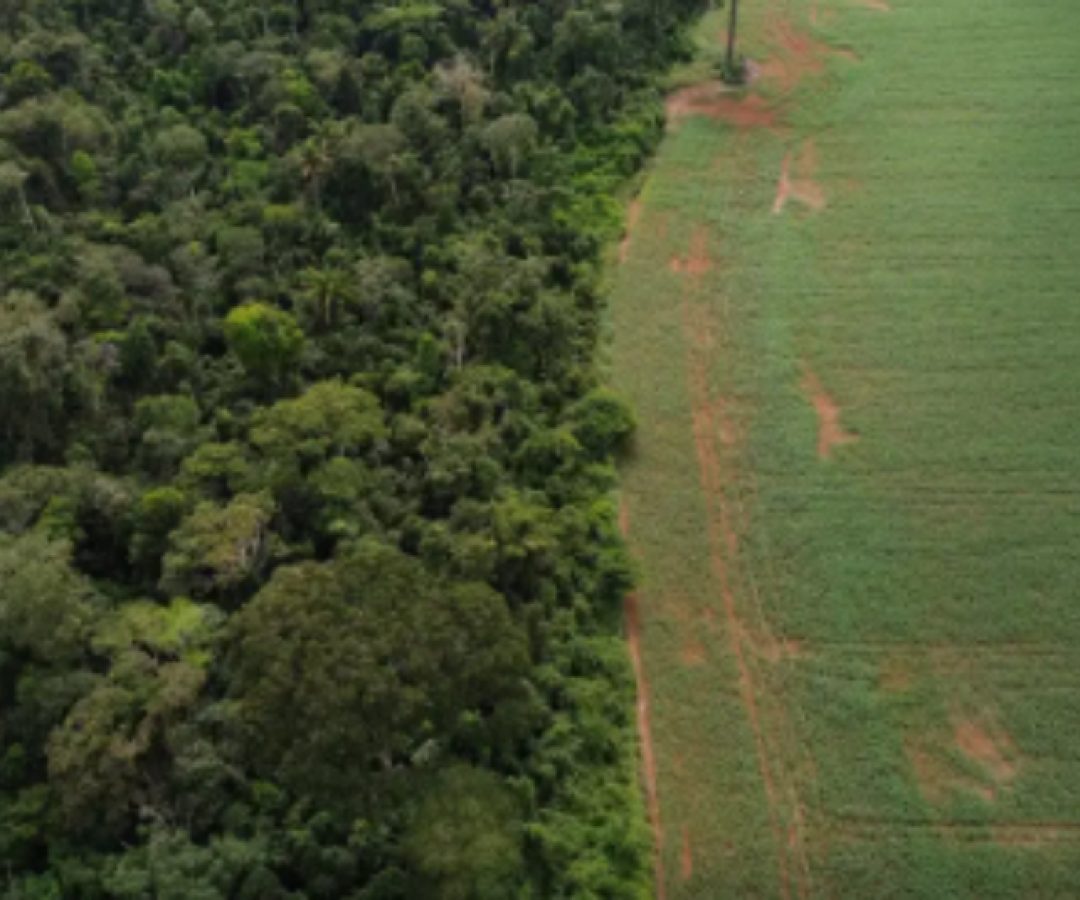 Estados e DF devem padronizar Autorização de Supressão de Vegetação