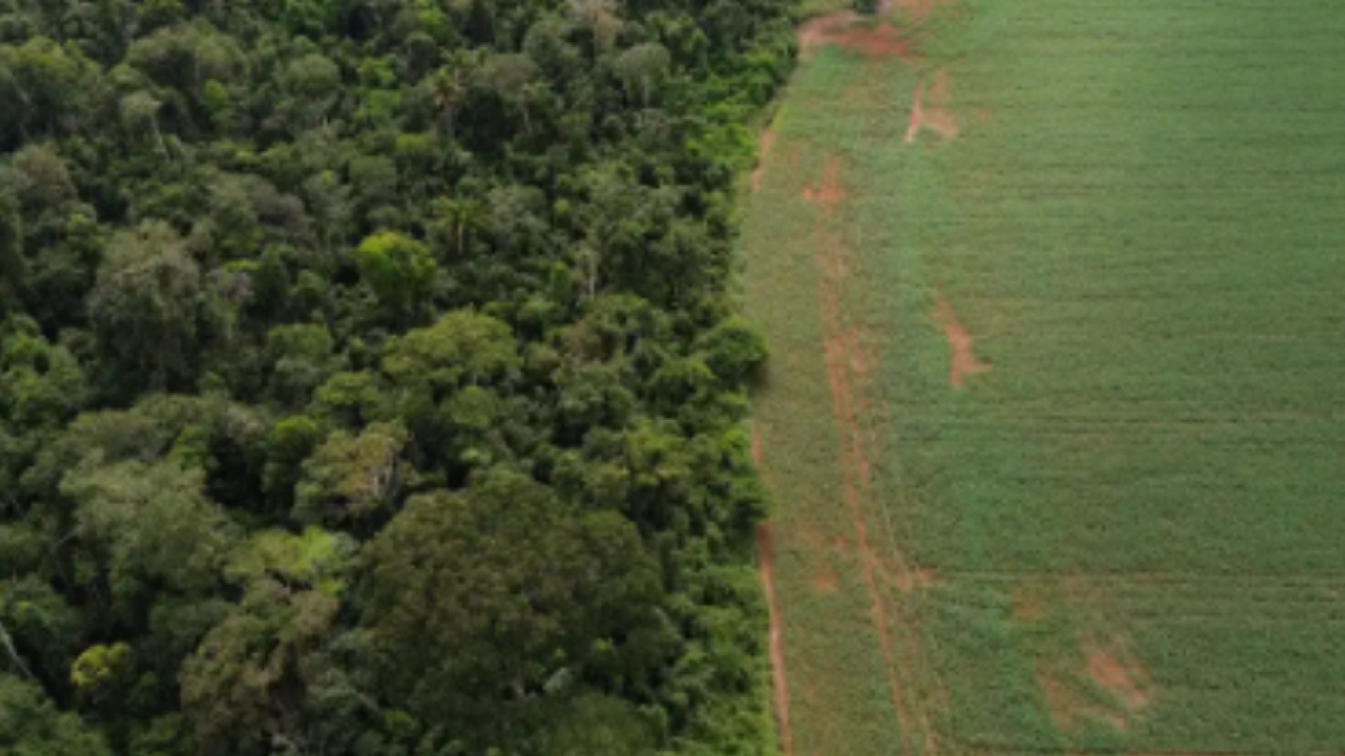 Estados e DF devem padronizar Autorização de Supressão de Vegetação