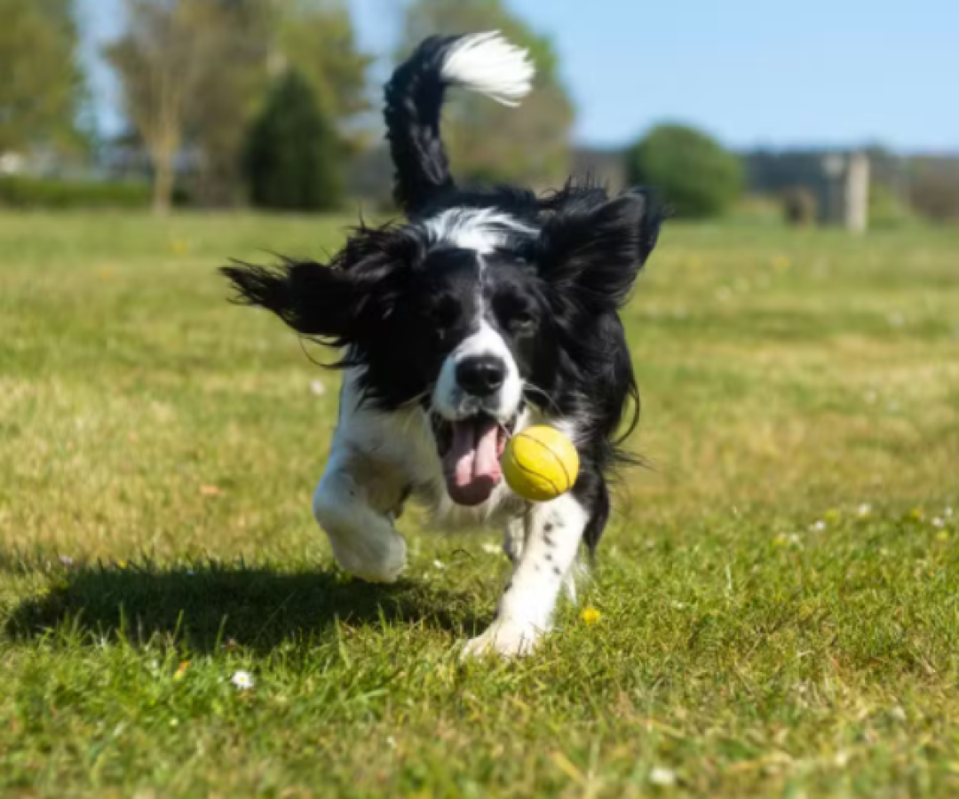 IA começa a decifrar emoções de animais e pode transformar bem-estar animal