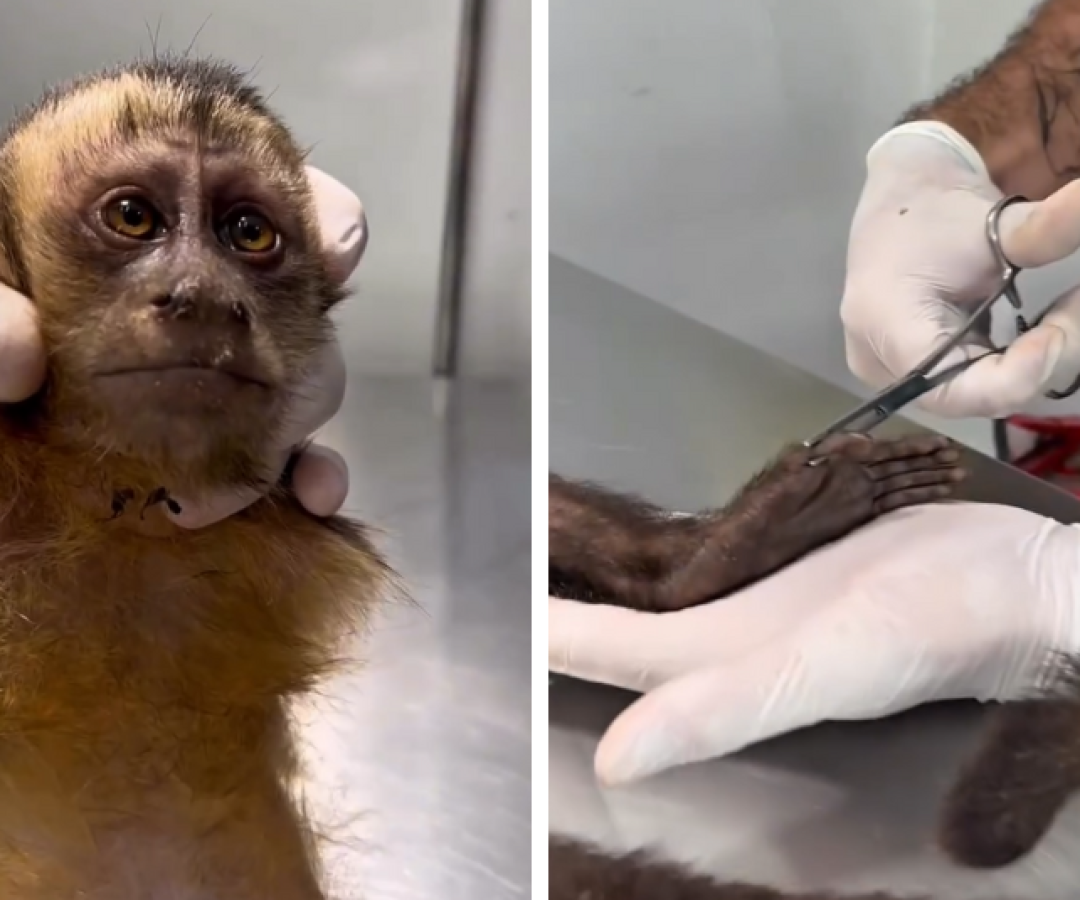 Macaca-prego é encontrada baleada no Rio de Janeiro e pode ficar paraplégica