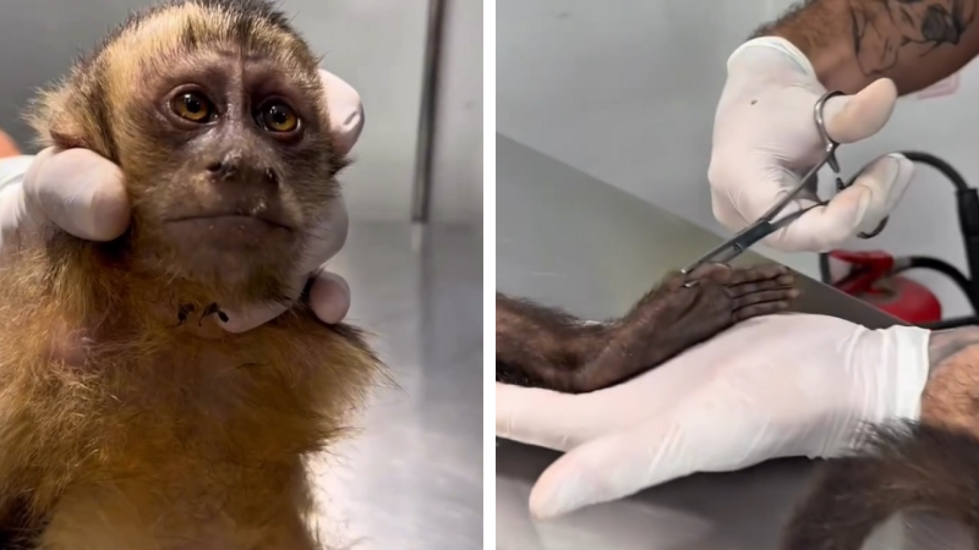Macaca-prego é encontrada baleada no Rio de Janeiro e pode ficar paraplégica