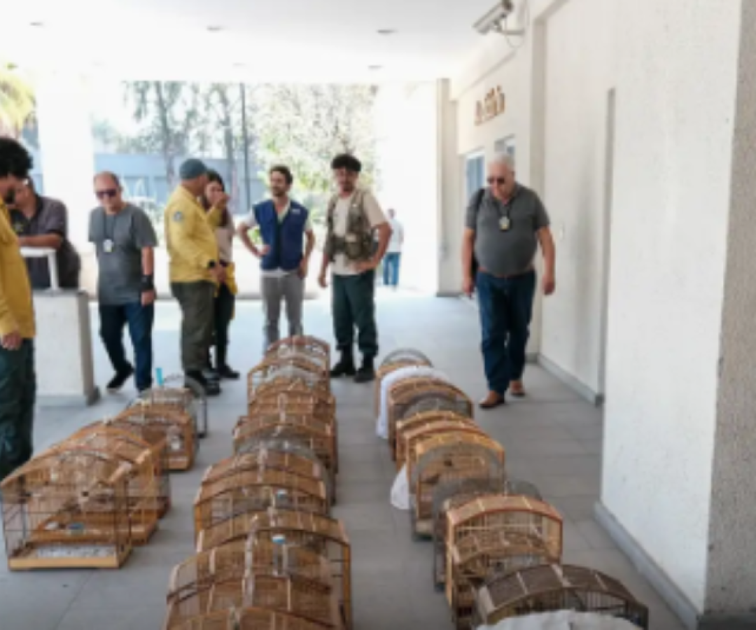 Operação no RJ resgata 700 animais silvestres e prende 45 pessoas