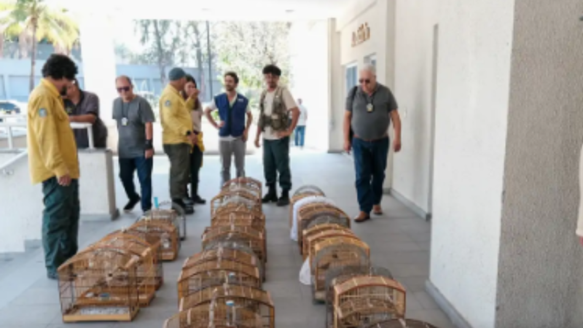 Operação no RJ resgata 700 animais silvestres e prende 45 pessoas