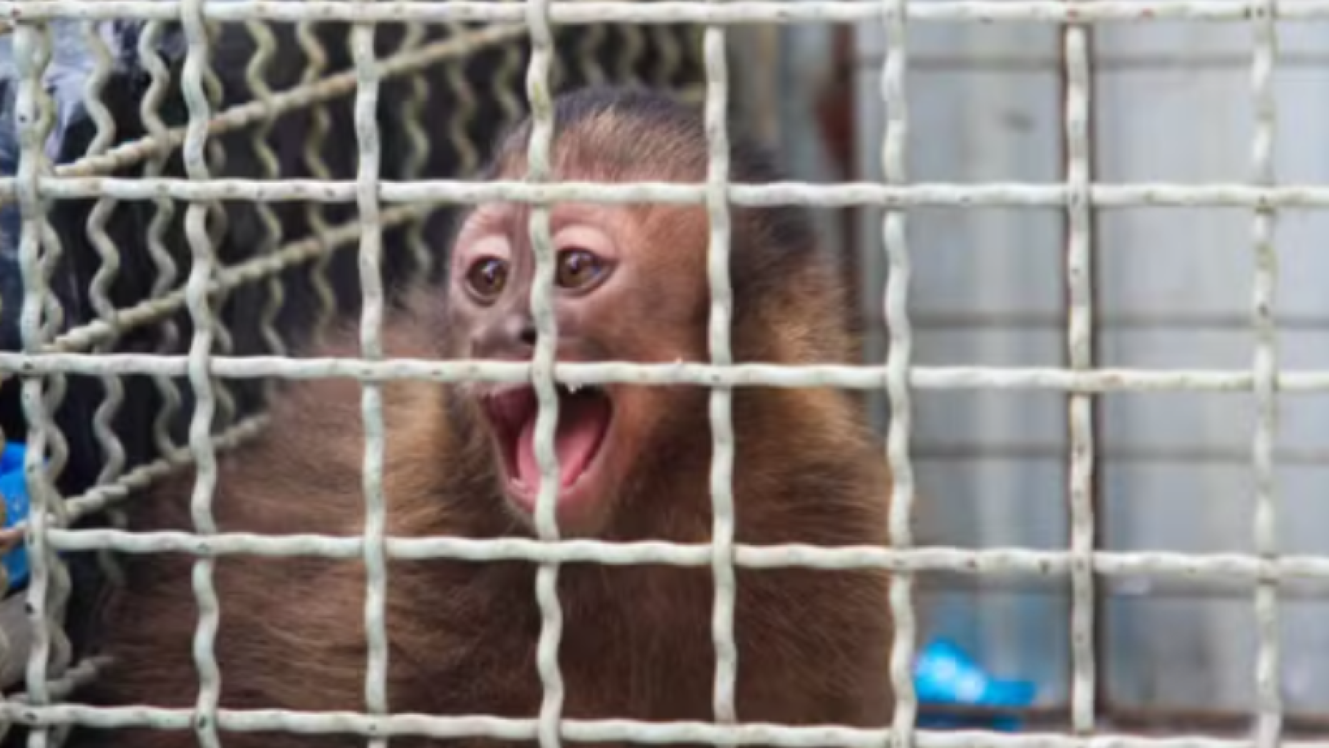 Macaco-prego em situação de vulnerabilidade é resgatado em casa em São Vicente