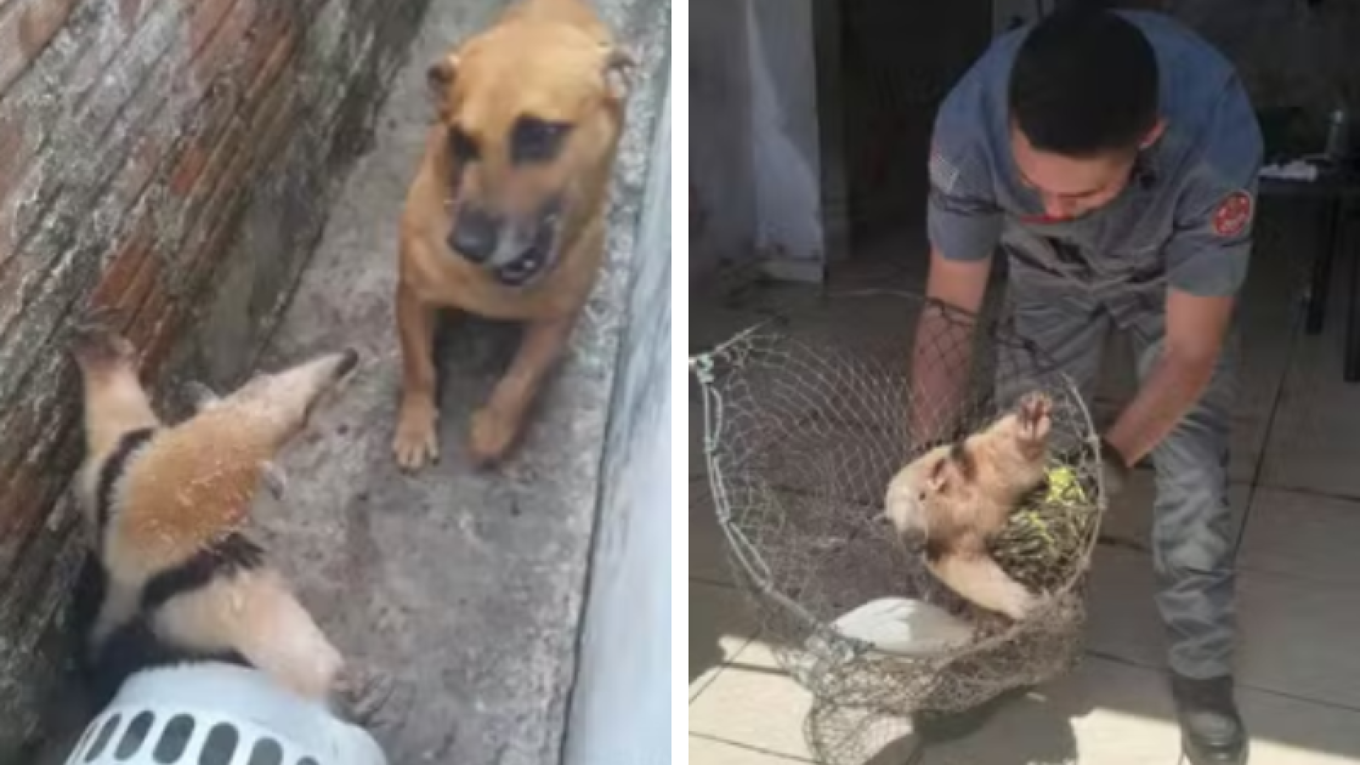 Tamanduá é visto de ‘braços abertos’ ao ser encurralado por cachorro em Cajati
