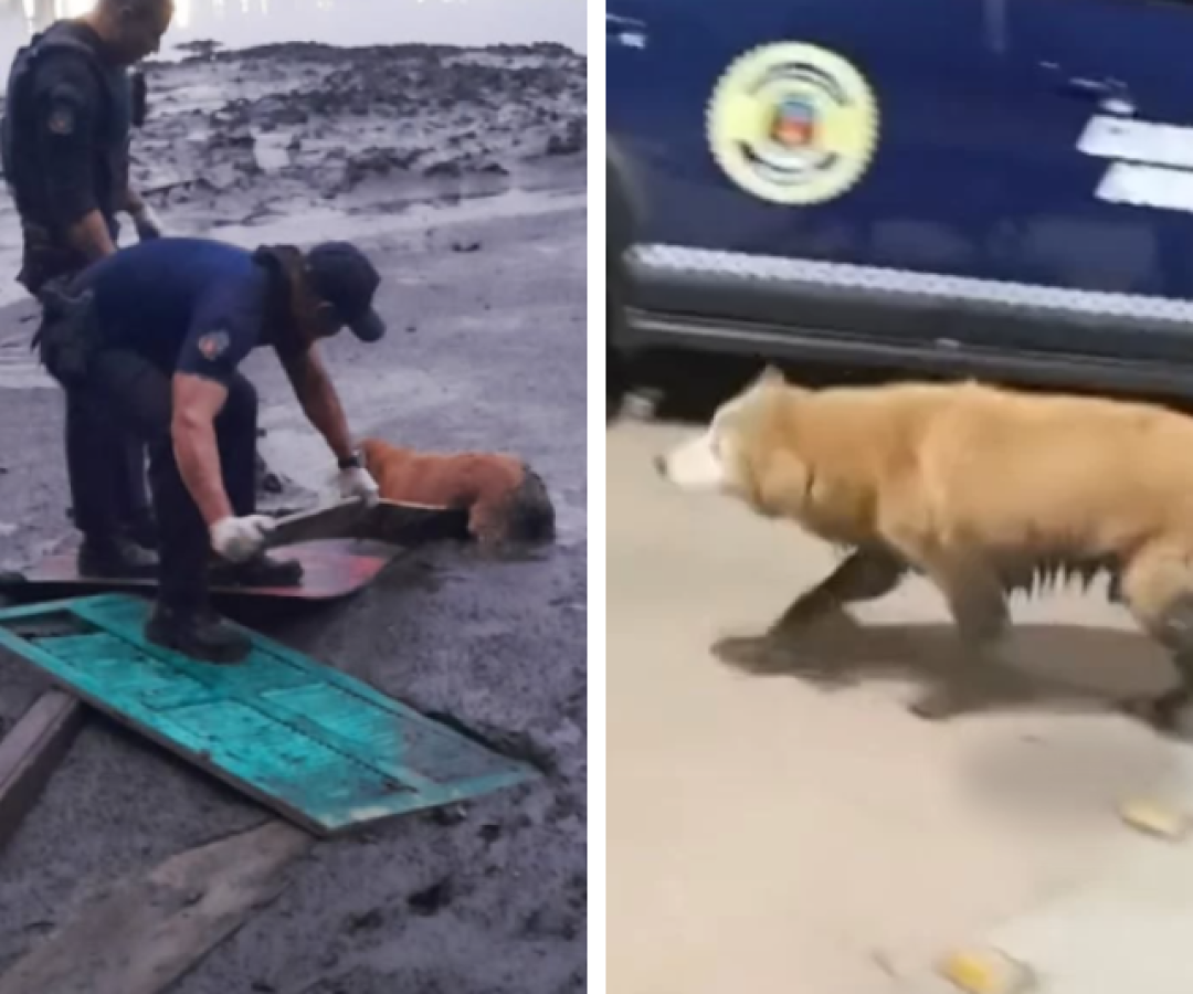 Cachorro quase submerso é retirado de mangue por agentes da GCM em Cubatão