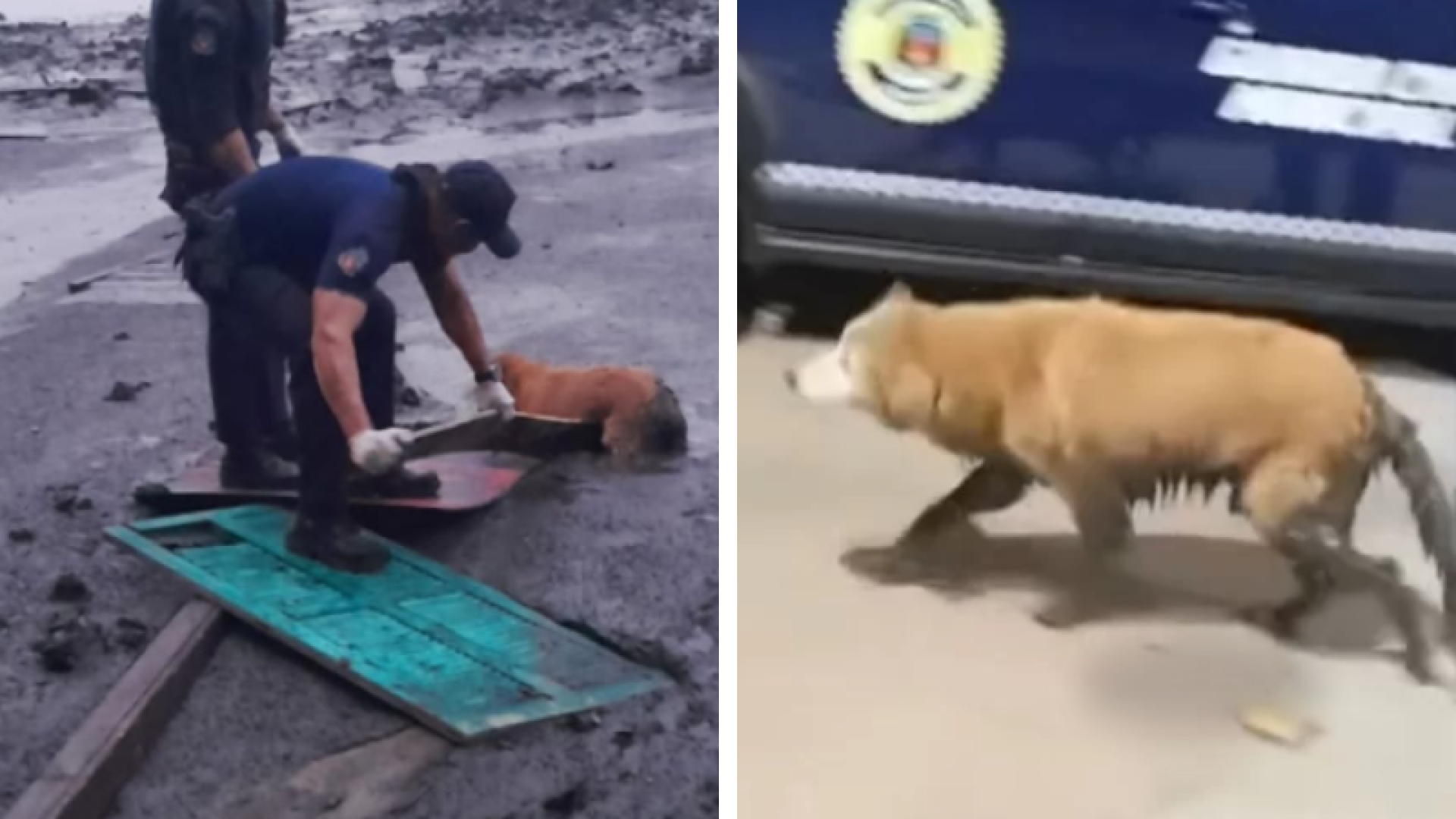 Cachorro quase submerso é retirado de mangue por agentes da GCM em Cubatão