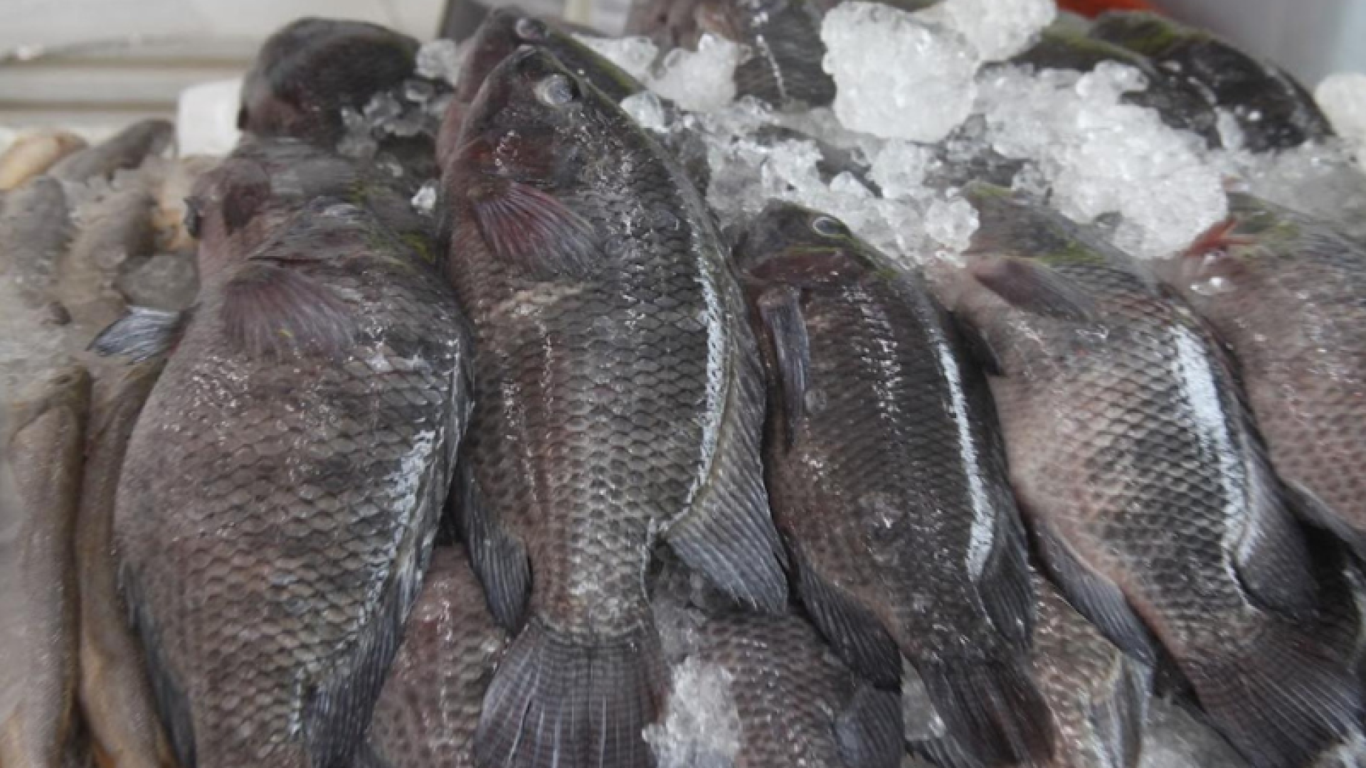 Mercado de Peixes de Santos promove Festival da Tilápia com descontos especiais