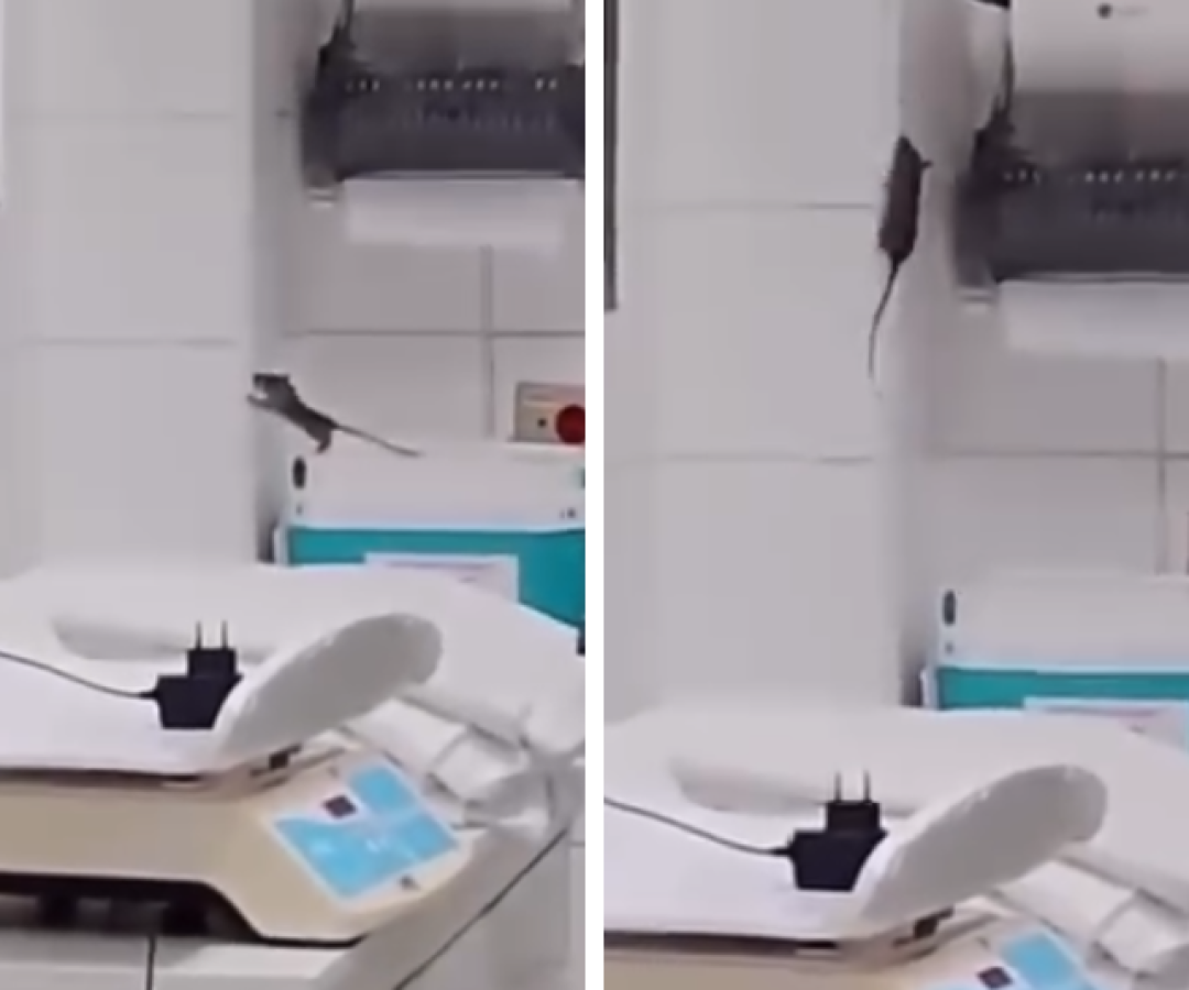 Rato é filmado em sala de cuidados a recém-nascidos em Praia Grande