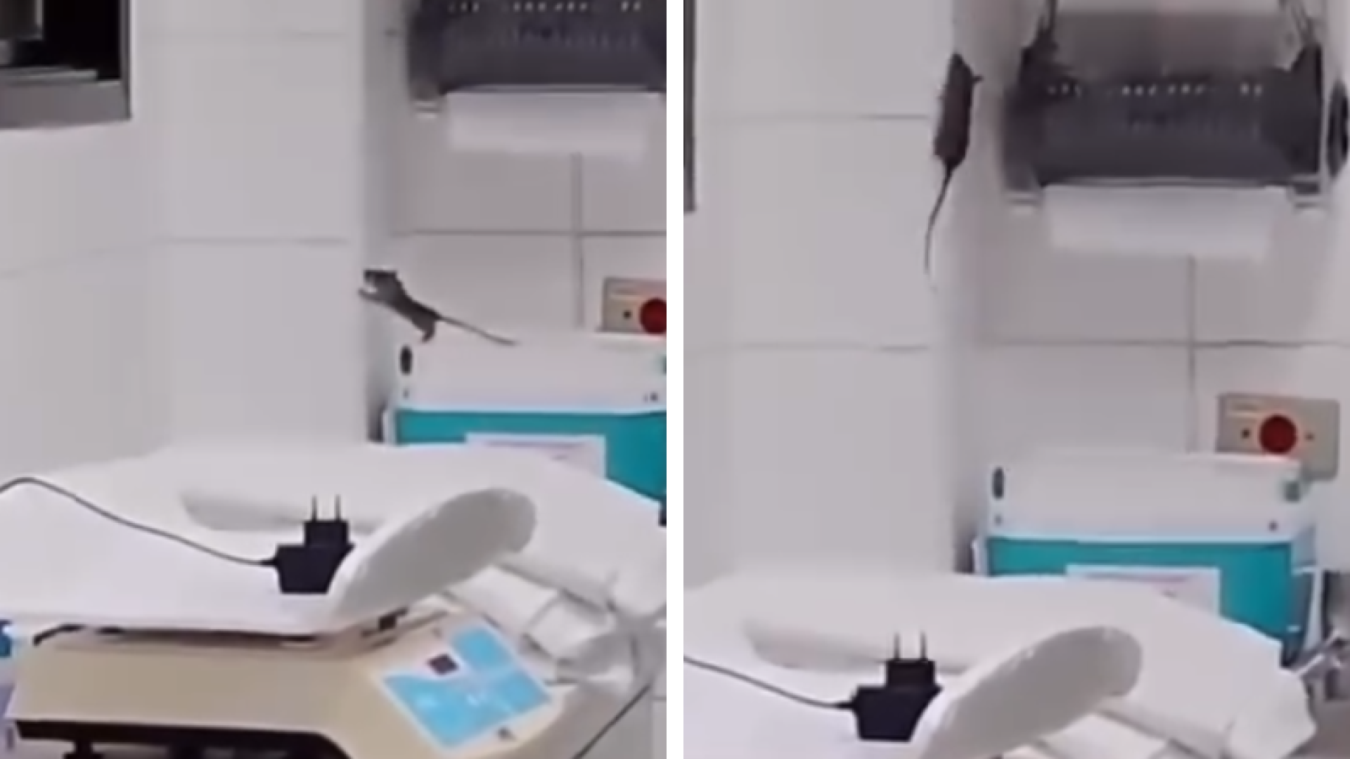 Rato é filmado em sala de cuidados a recém-nascidos em Praia Grande