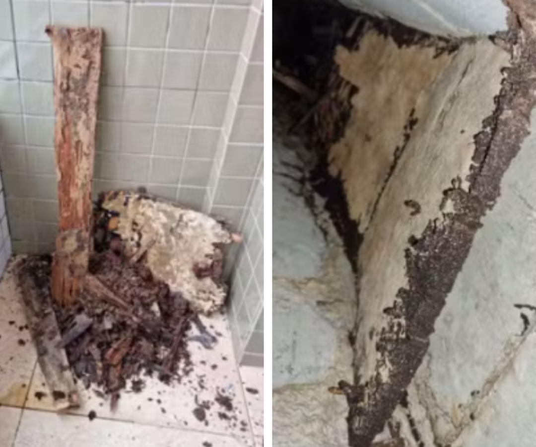 Cupins em prédio novo: Justiça reconhece falha da construtora e condena empresa em Santos