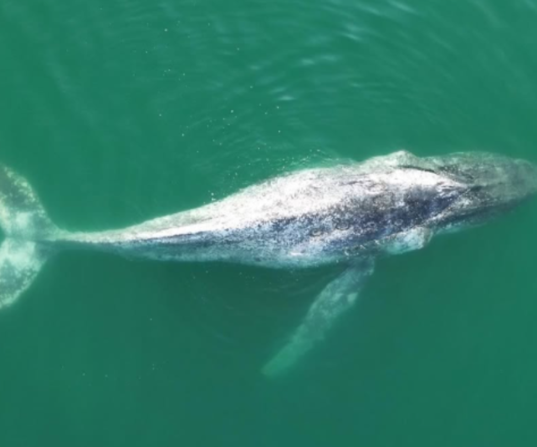 Baleia-jubarte é vista perto da areia em Praia Grande