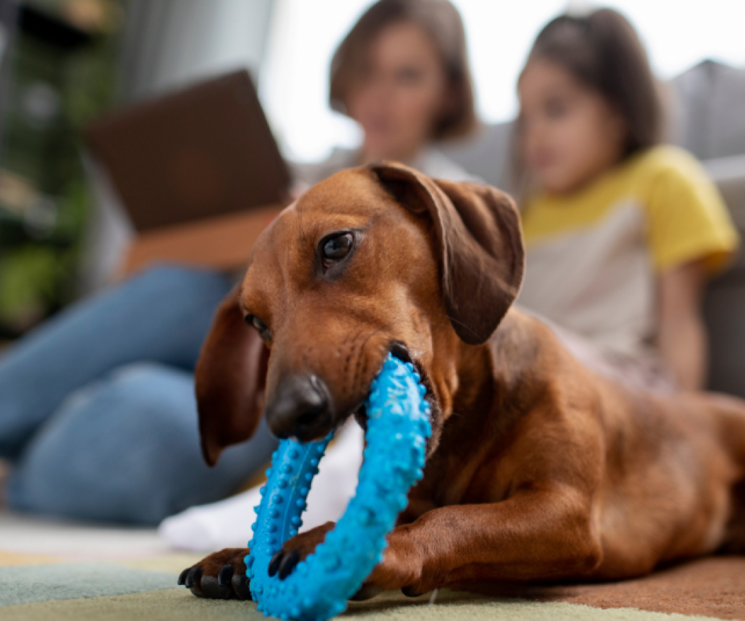 Lei garante direito a pets em condomínios de Santos e prevê multa de até R$ 10 mil