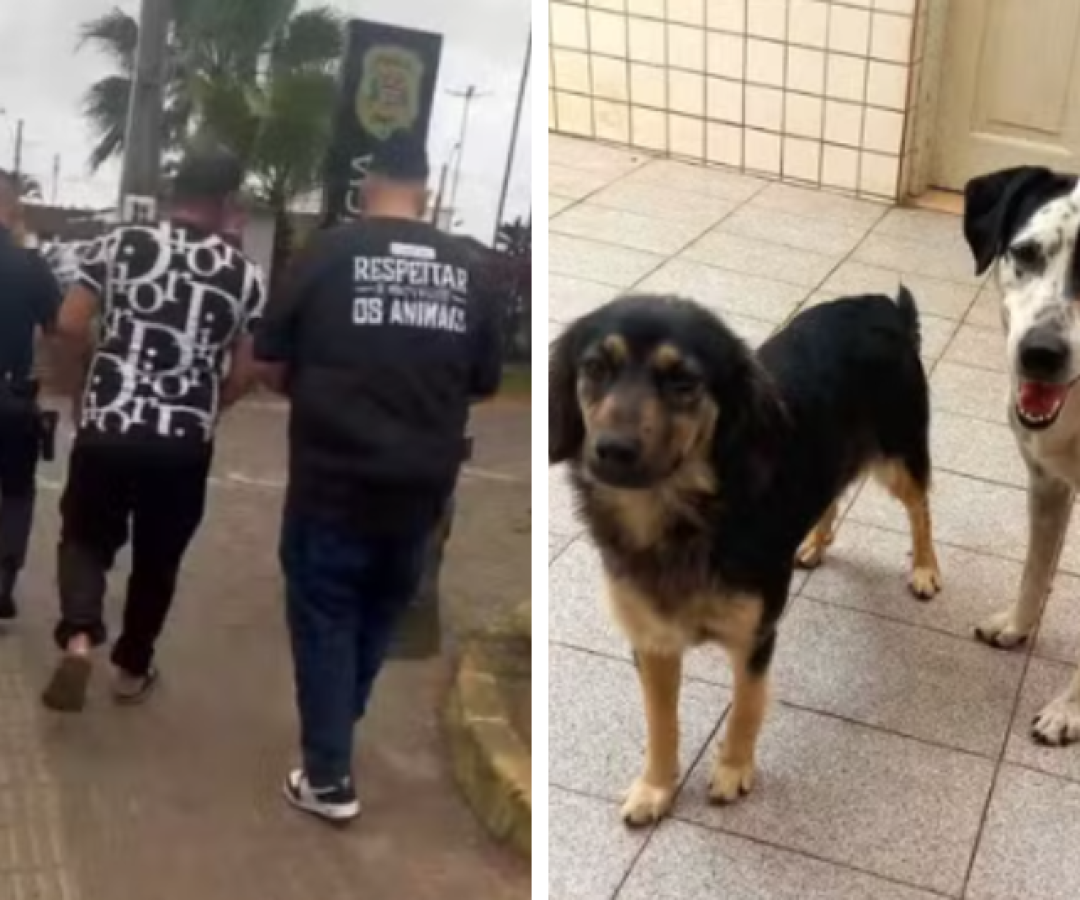 Homem é flagrado abandonando cães em Praia Grande; um dos animais estava ferido