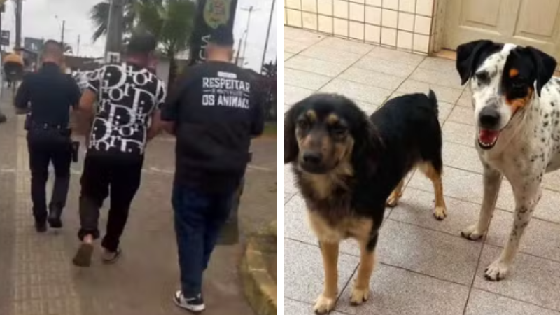 Homem é flagrado abandonando cães em Praia Grande; um dos animais estava ferido