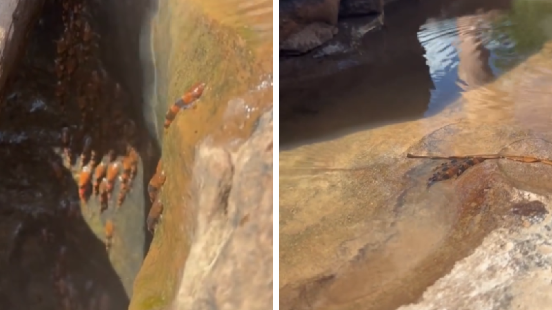 Pesquisadores da Universidade Federal de Mato Grosso do Sul (UFMS) estudam o comportamento inédito de uma espécie rara de