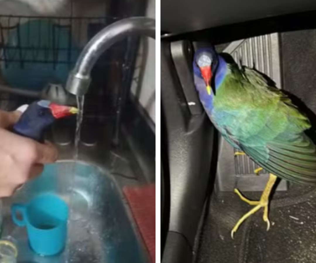 Casal encontra ave ferida em avenida de Cubatão e identifica espécie rara com ajuda de inteligência artificial