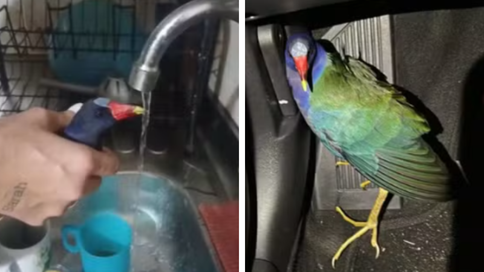 Casal encontra ave ferida em avenida de Cubatão e identifica espécie rara com ajuda de inteligência artificial