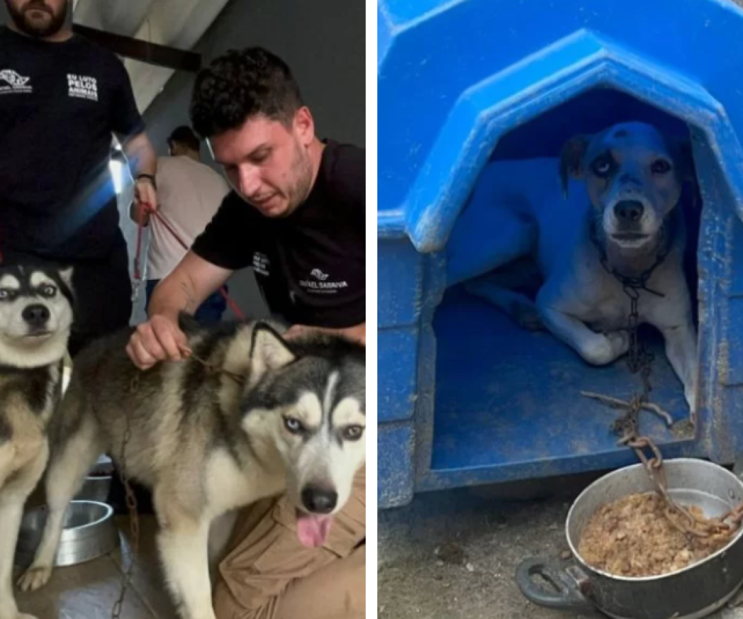 Cães acorrentados são resgatados em Praia Grande; caso será levado ao Ministério Público