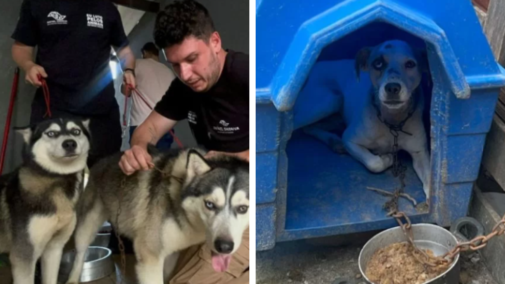 Cães acorrentados são resgatados em Praia Grande; caso será levado ao Ministério Público