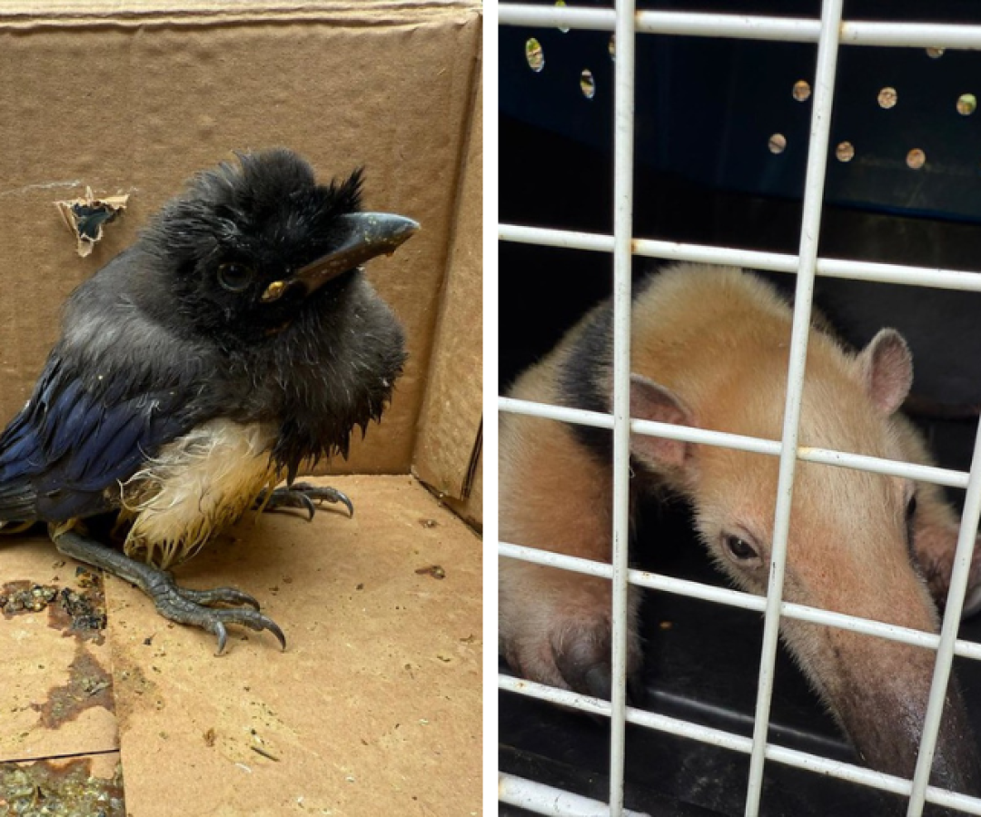 Grupamento Ambiental resgata duas aves silvestres e um tamanduá-mirim em Guarujá