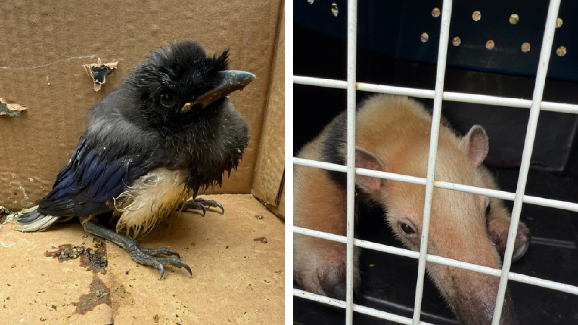 Grupamento Ambiental resgata duas aves silvestres e um tamanduá-mirim em Guarujá