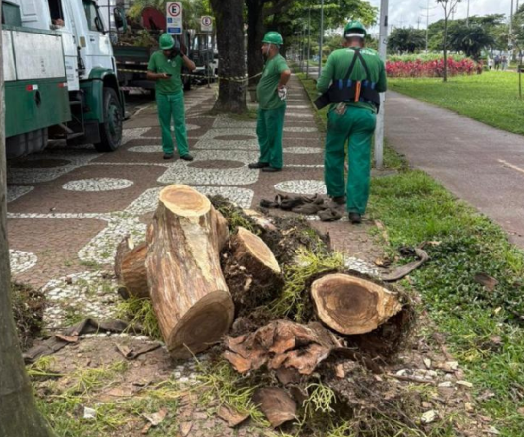 Árvores mortas são removidas e viram bancos sustentáveis em Santos