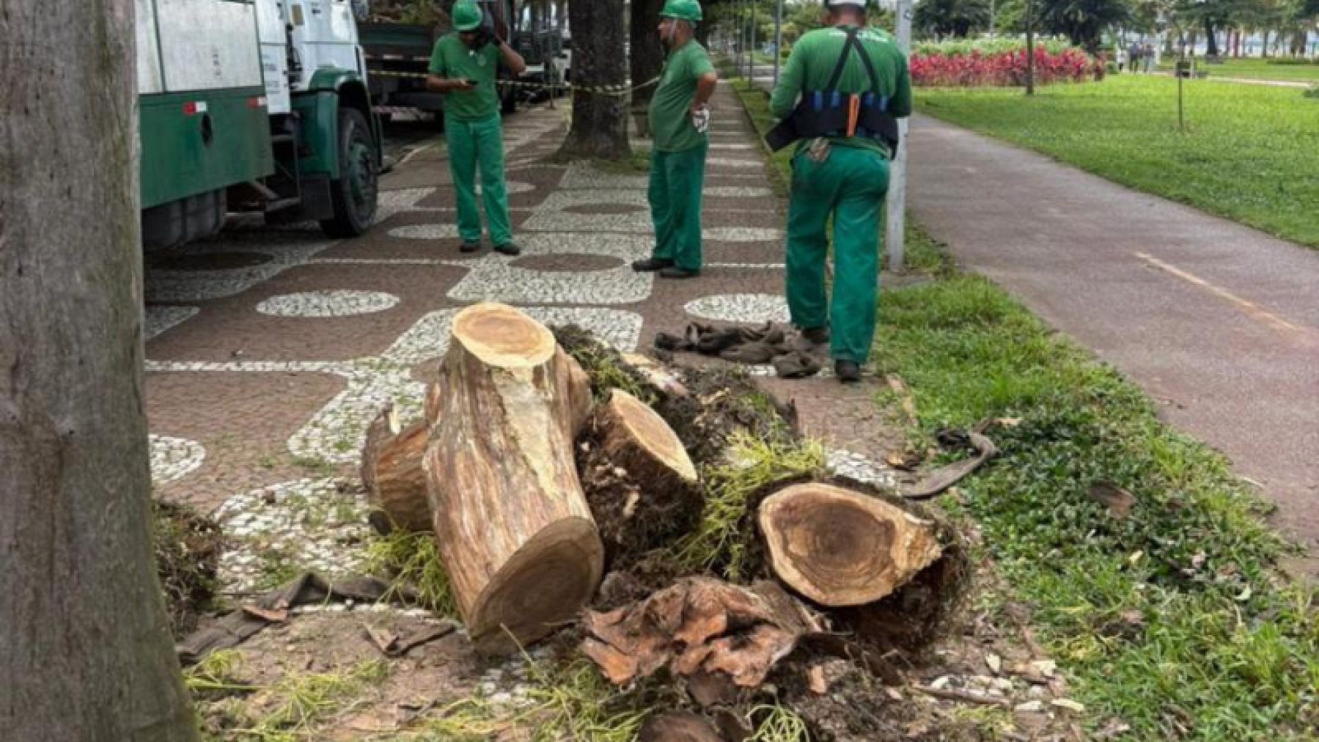 Árvores mortas são removidas e viram bancos sustentáveis em Santos
