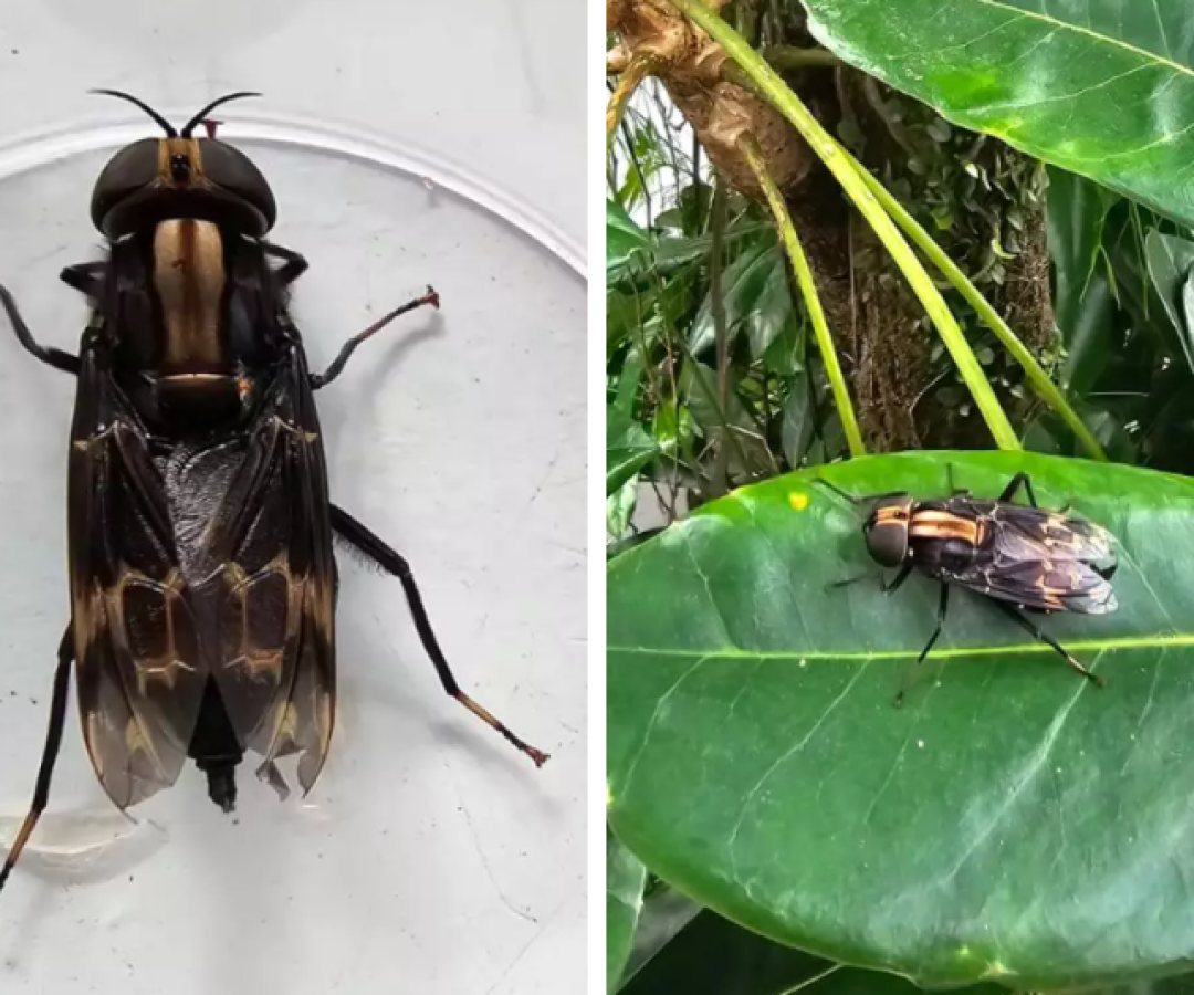 Mosca gigante e incomum é encontrada em apartamento na Ponta da Praia, em Santos