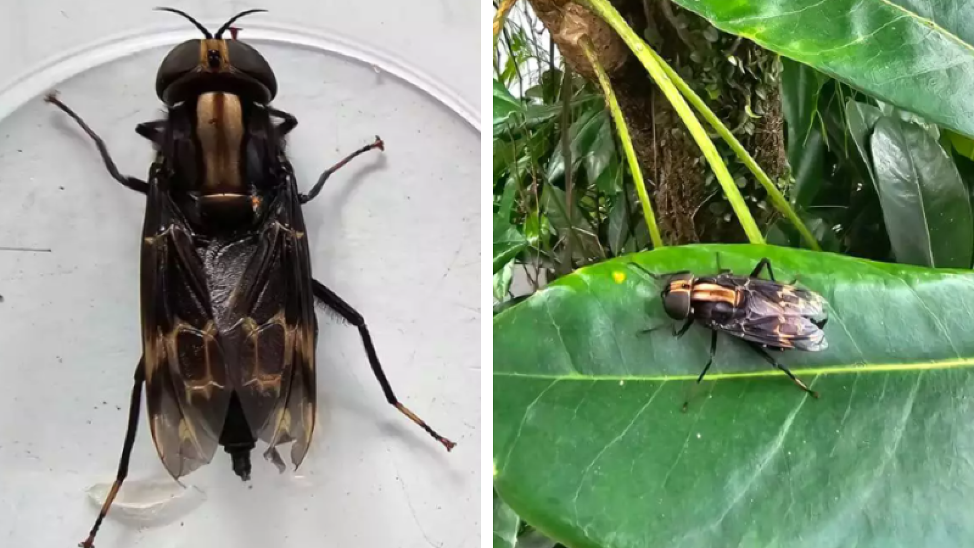 Mosca gigante e incomum é encontrada em apartamento na Ponta da Praia, em Santos